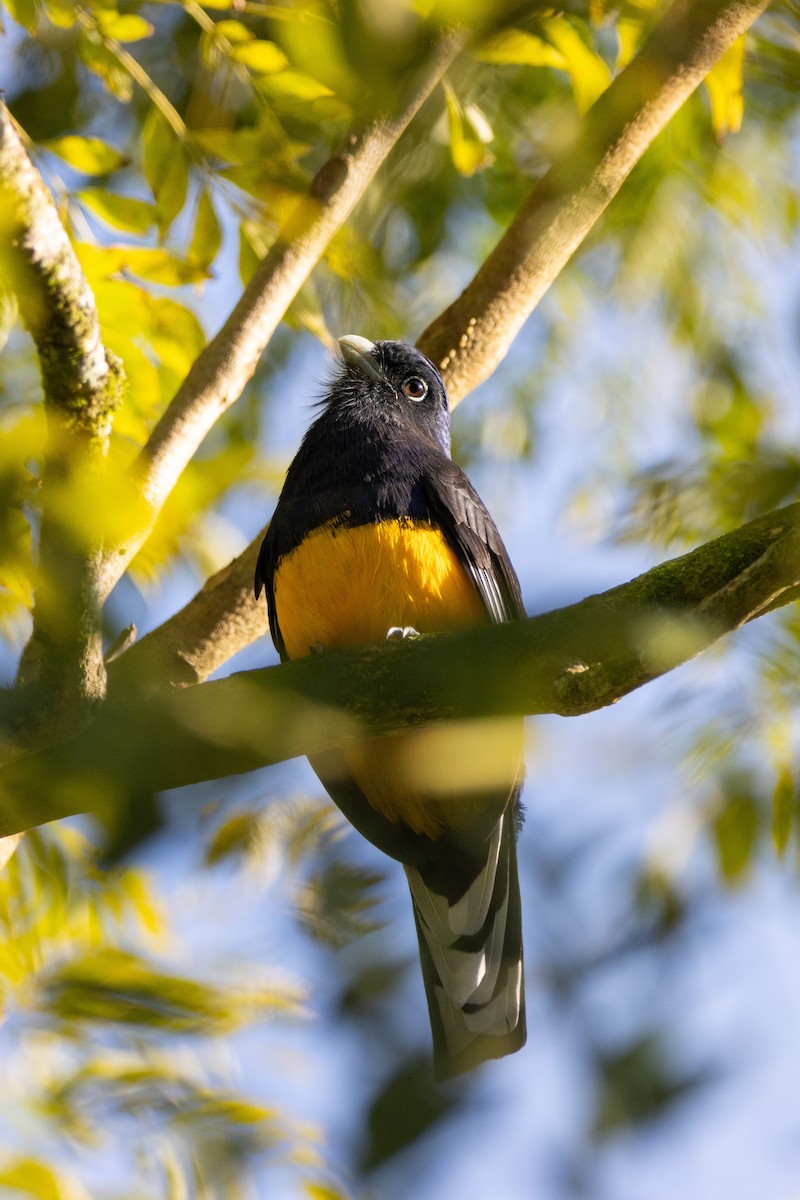 Green-backed Trogon - ML638704803