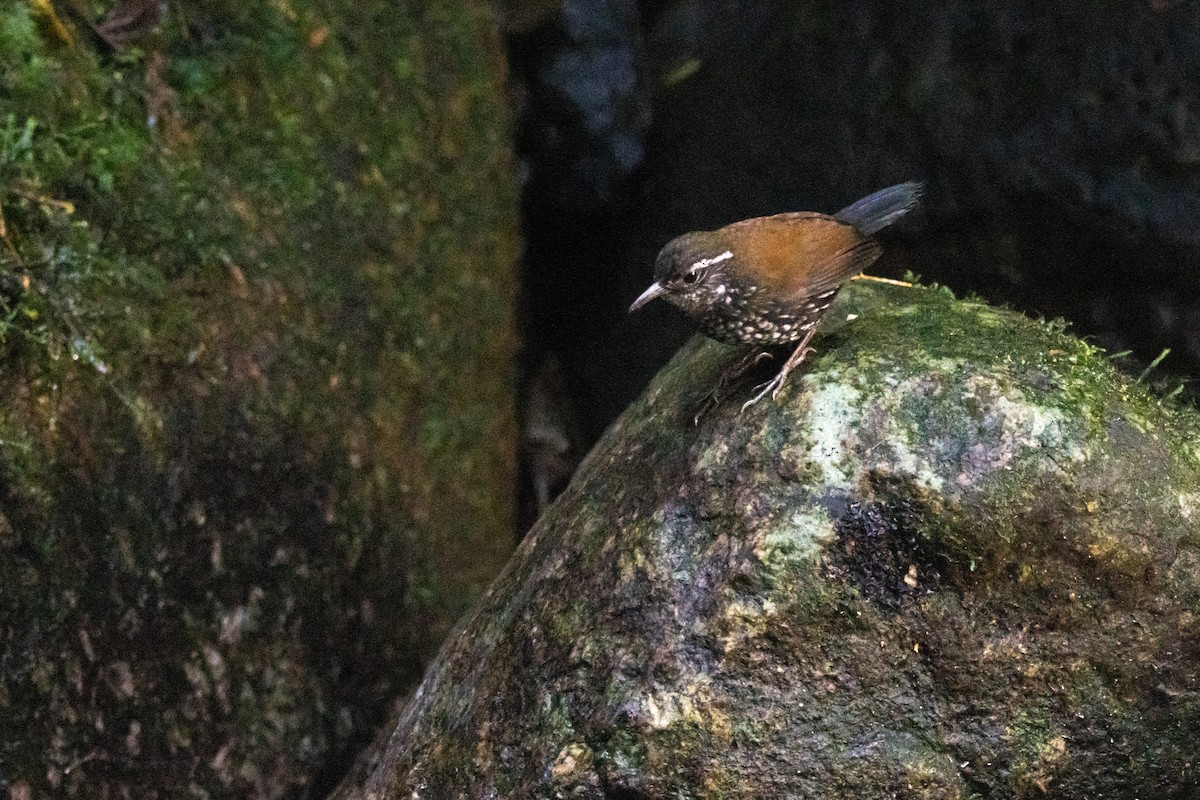 Sharp-tailed Streamcreeper - ML638704809