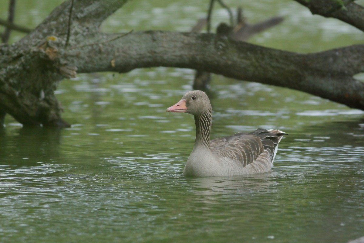 Graylag Goose - ML638704828