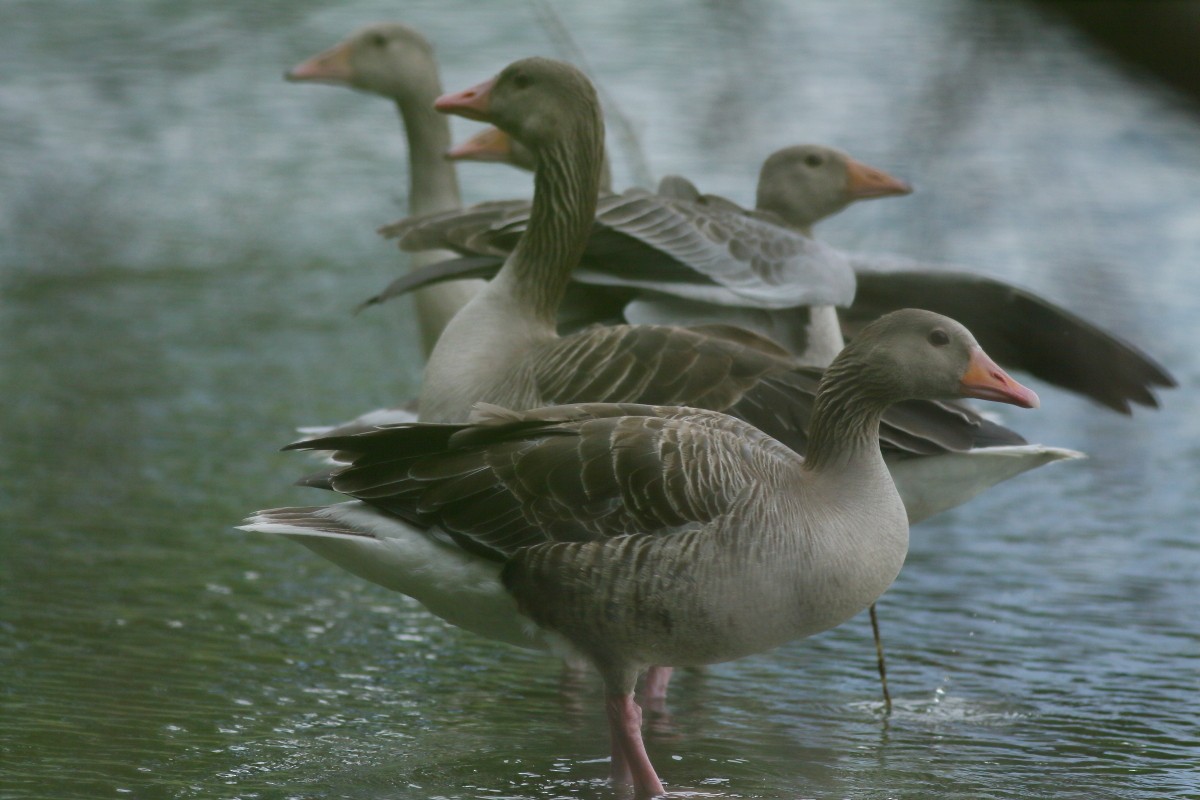 Graylag Goose - ML638704829