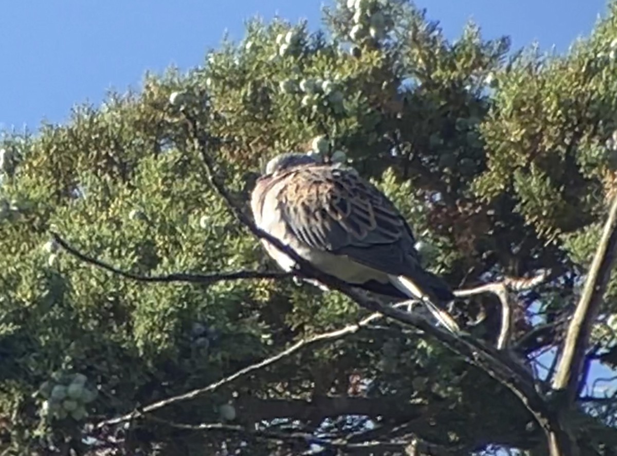 European Turtle-Dove - ML638704834