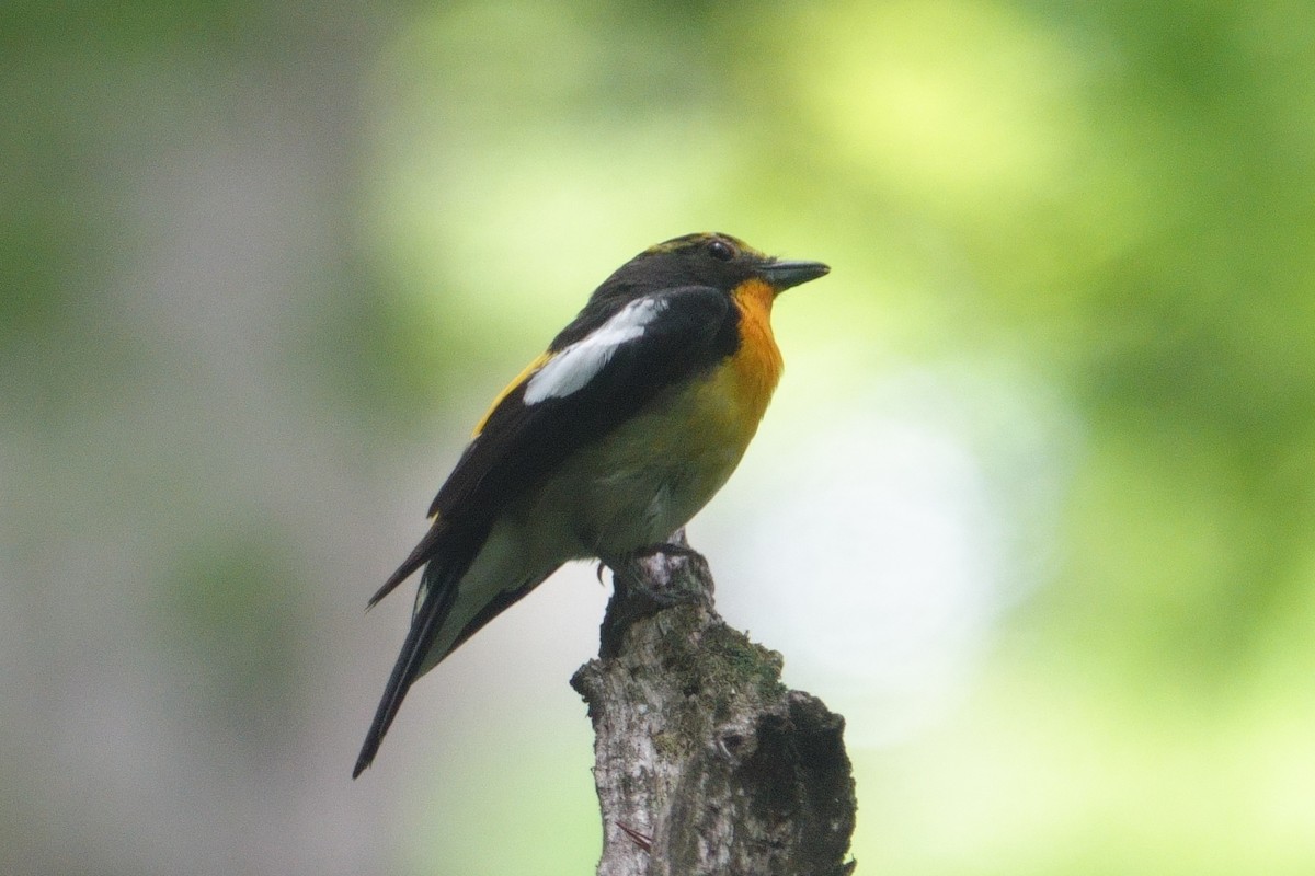 Narzissenschnäpper - ML638704869