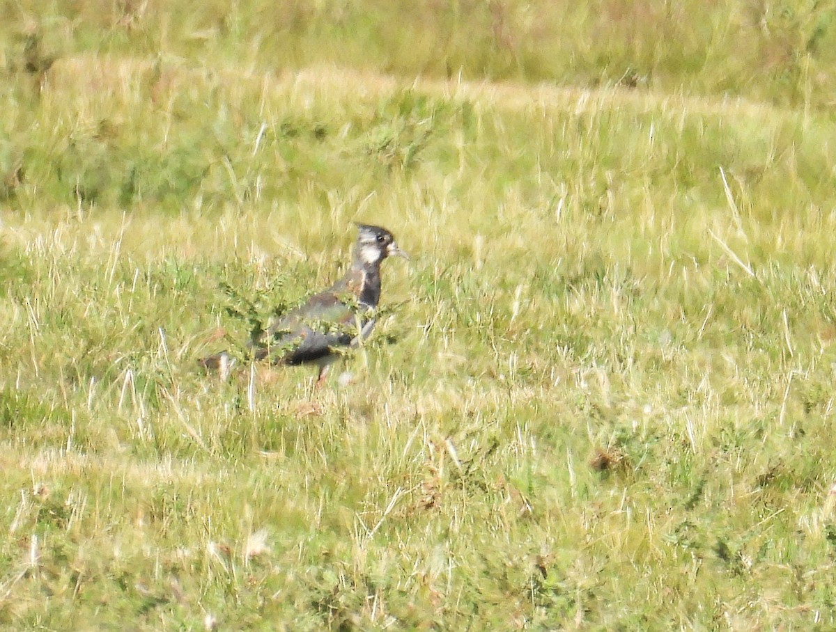 小辮鴴 - ML638704888