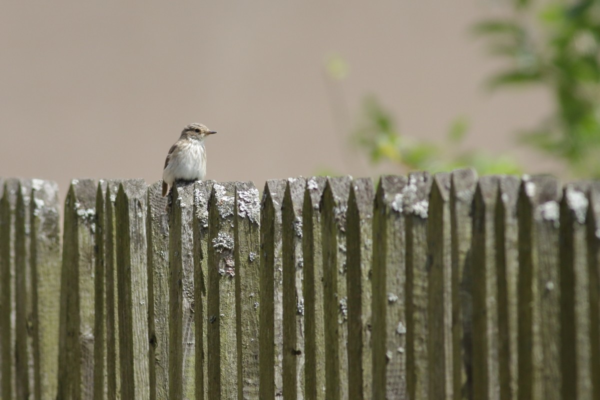 Spotted Flycatcher - ML638704906