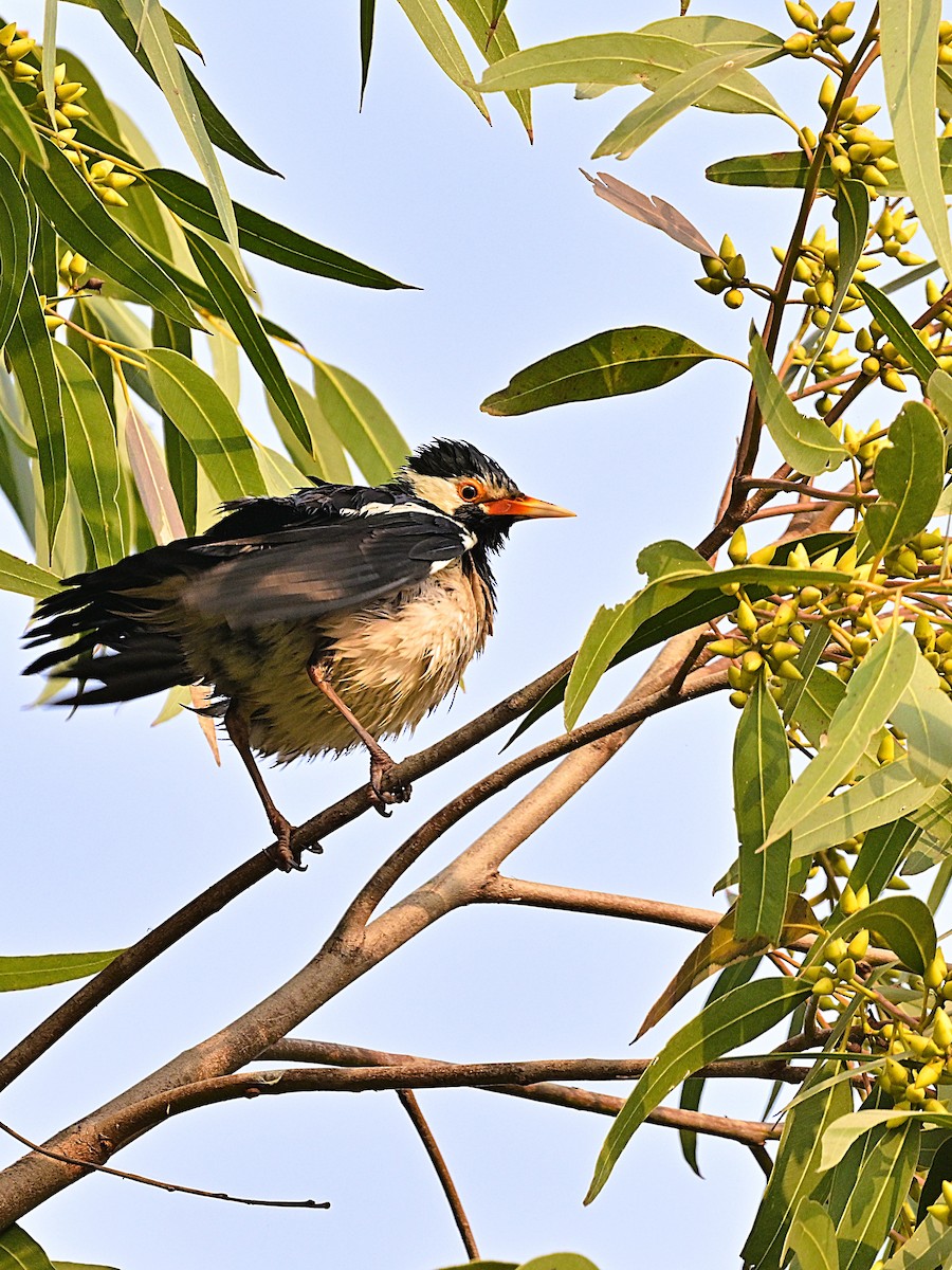 印度鵲椋鳥 - ML638704973