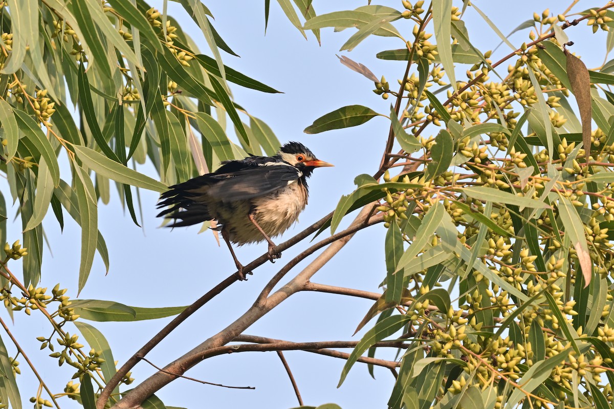 印度鵲椋鳥 - ML638704974