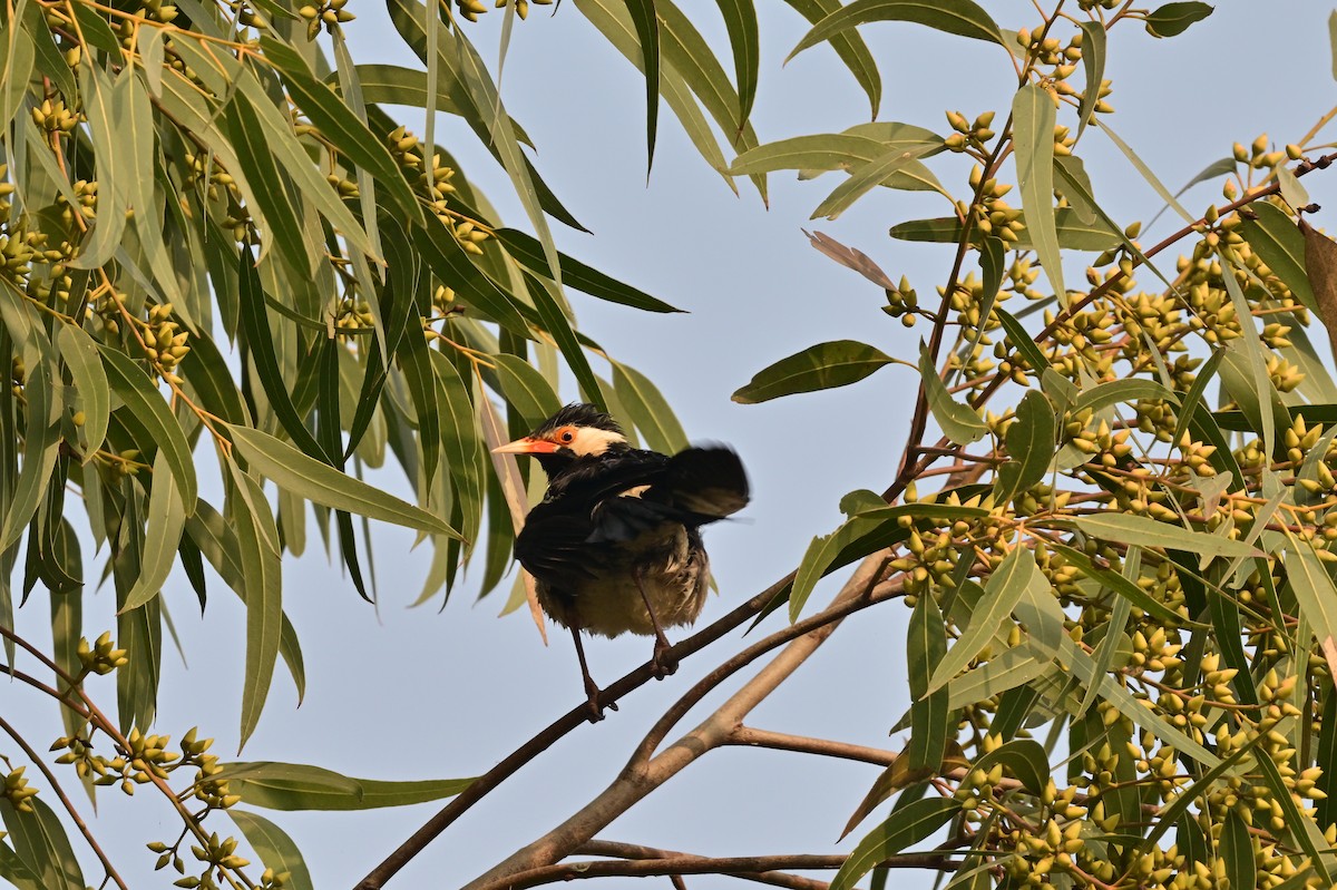 印度鵲椋鳥 - ML638704975