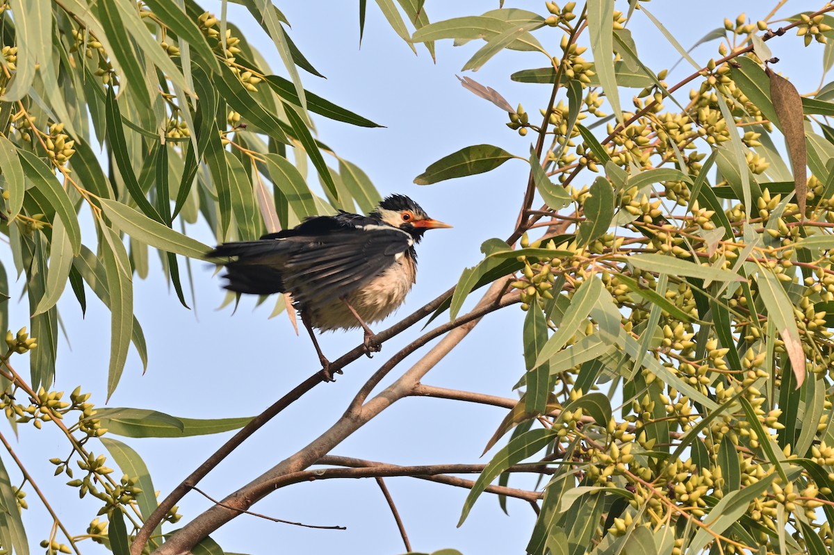 印度鵲椋鳥 - ML638704976