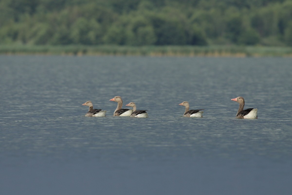 Graylag Goose - ML638704980