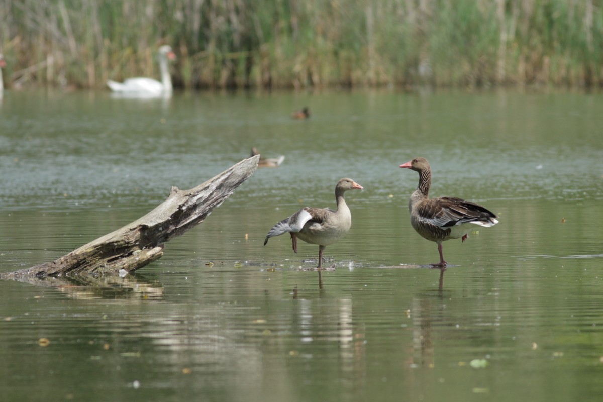 Graylag Goose - ML638704981