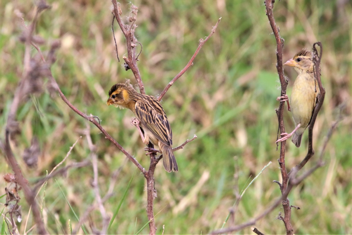 Streaked Weaver - ML638705008