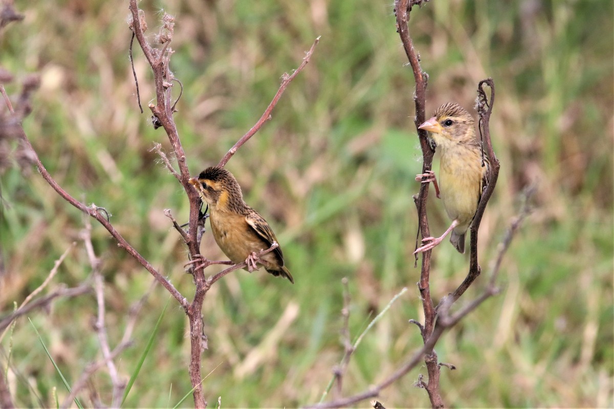 Streaked Weaver - ML638705009