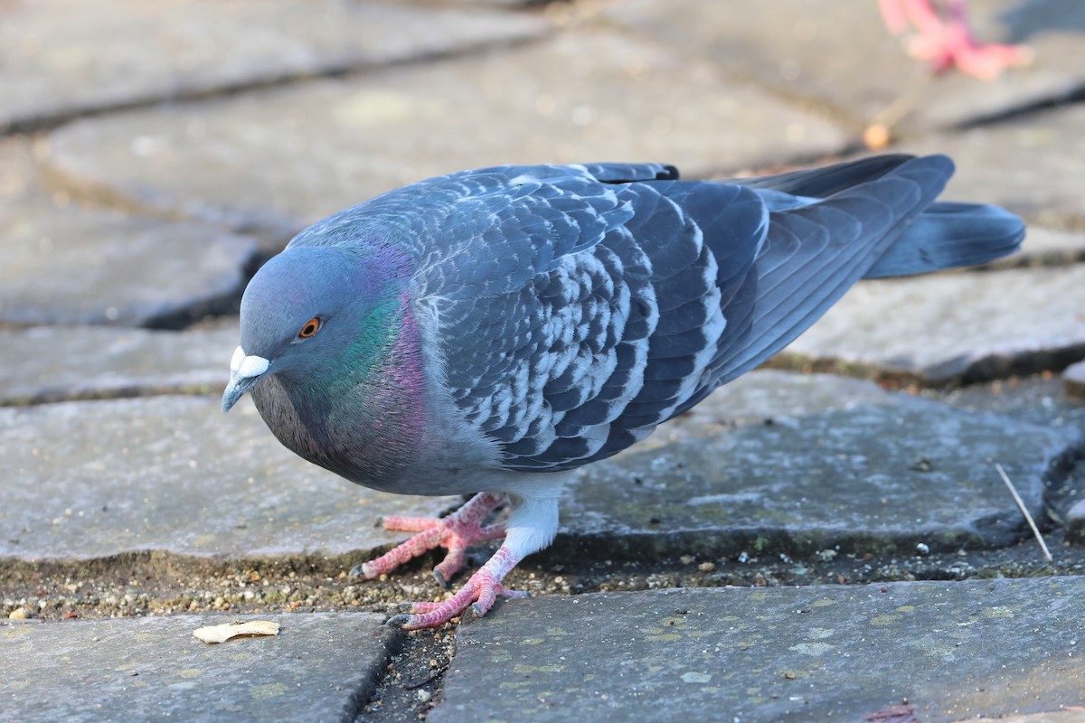 Rock Pigeon (Feral Pigeon) - ML638705073