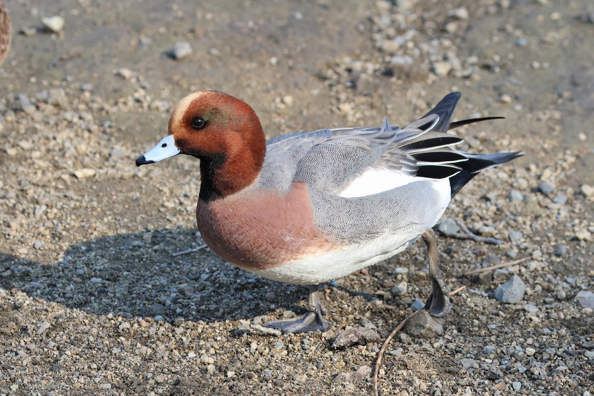 Eurasian Wigeon - ML638705074