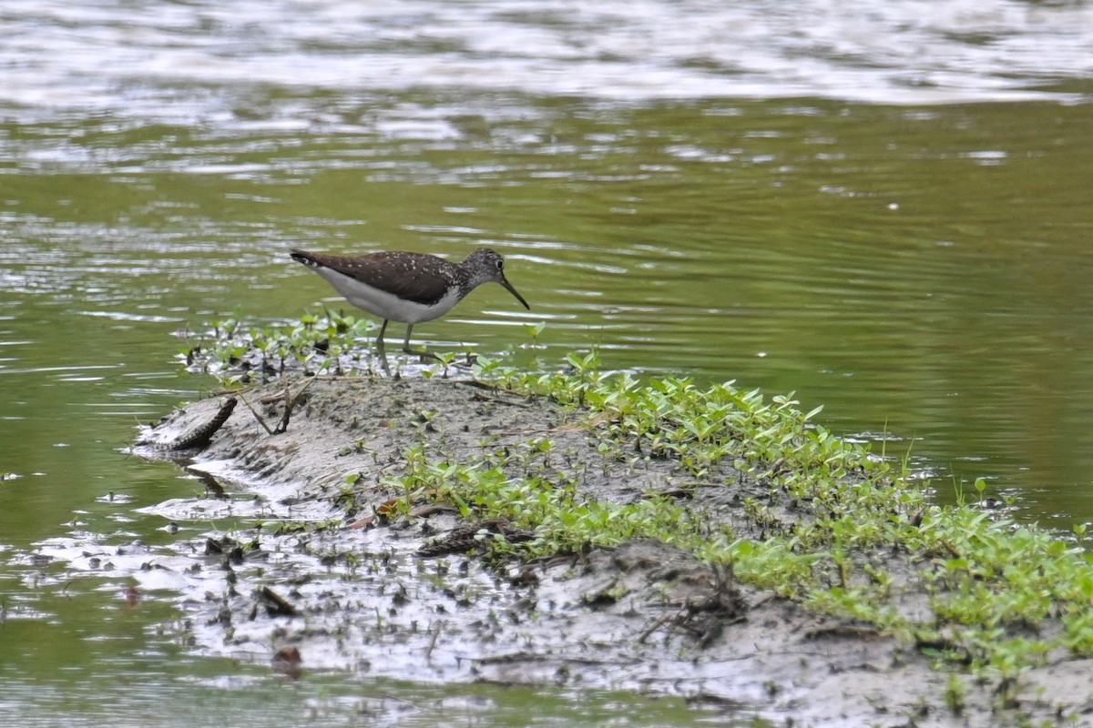 Green Sandpiper - ML638705090