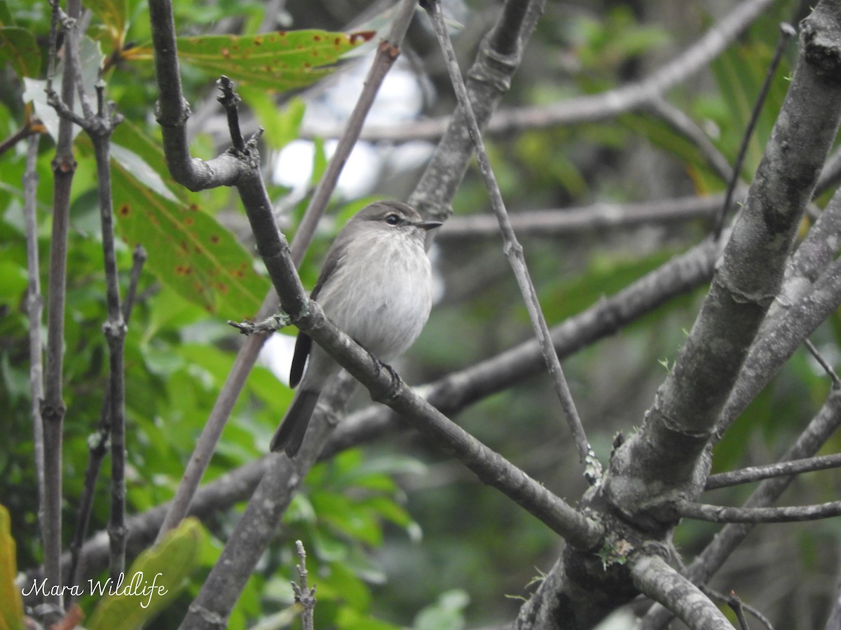 African Dusky Flycatcher - ML638705138
