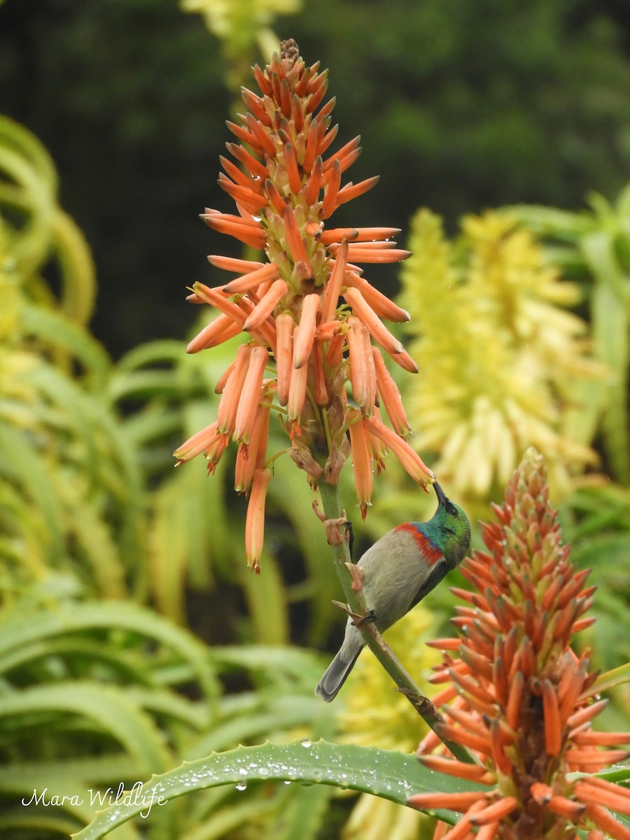 Southern Double-collared Sunbird - ML638705139