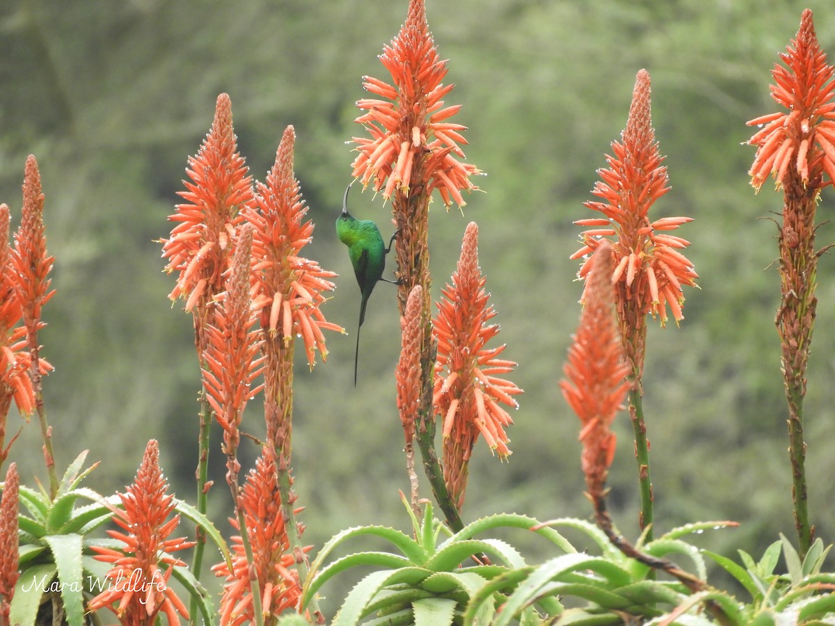 Malachite Sunbird - ML638705140