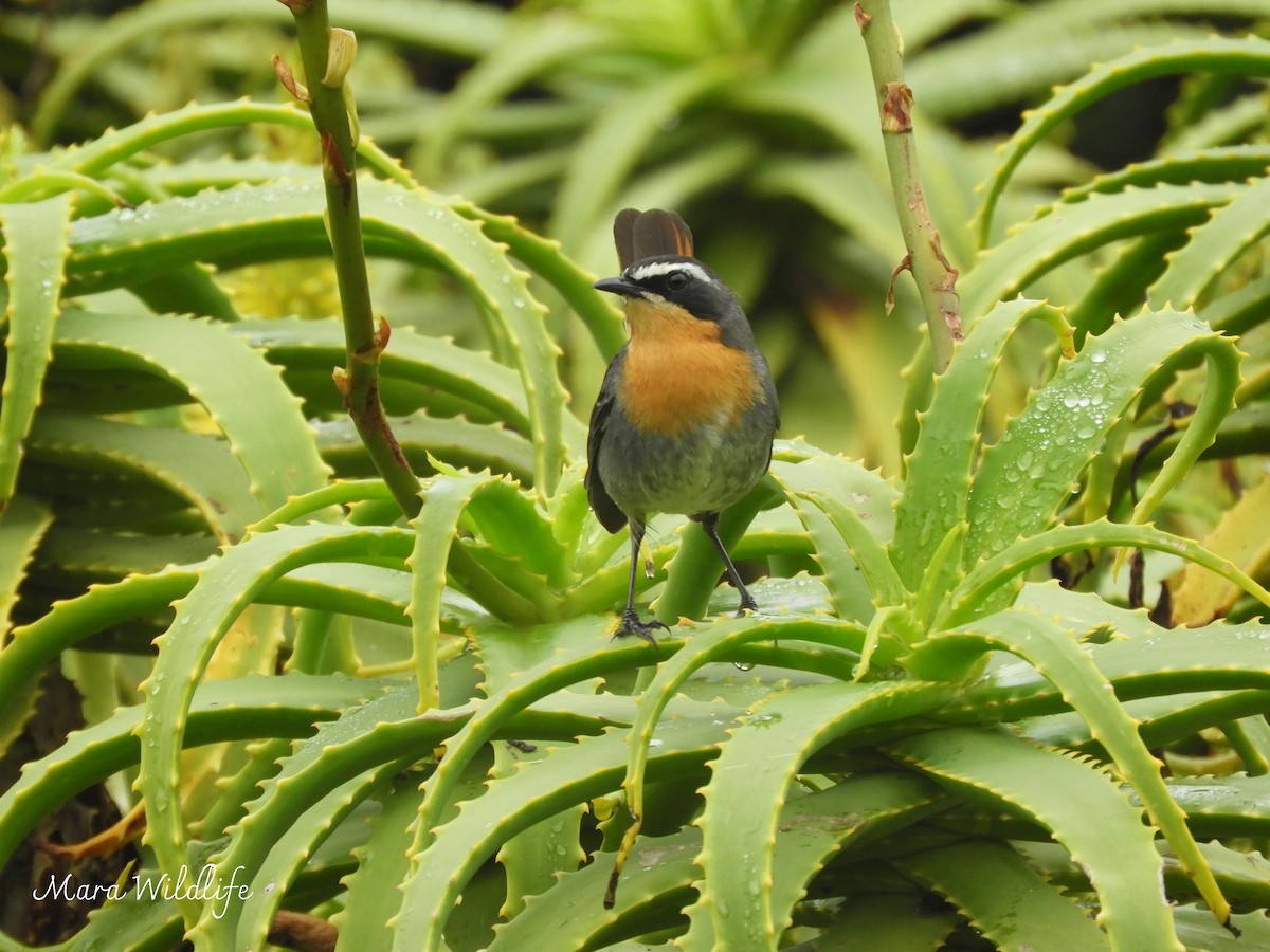 Cape Robin-Chat - ML638705148