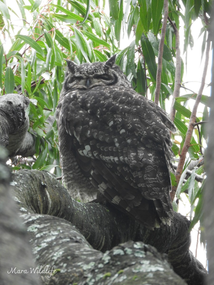 Spotted Eagle-Owl - ML638705158