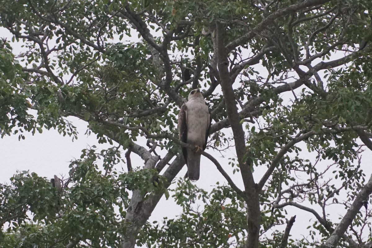 African Harrier-Hawk - ML638705198
