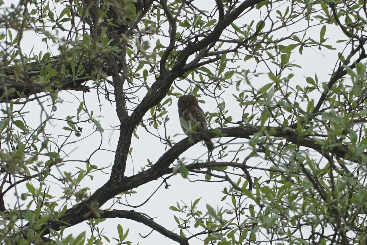 Pearl-spotted Owlet - ML638705202