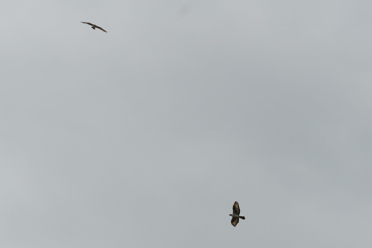 African Hawk-Eagle - ML638705203