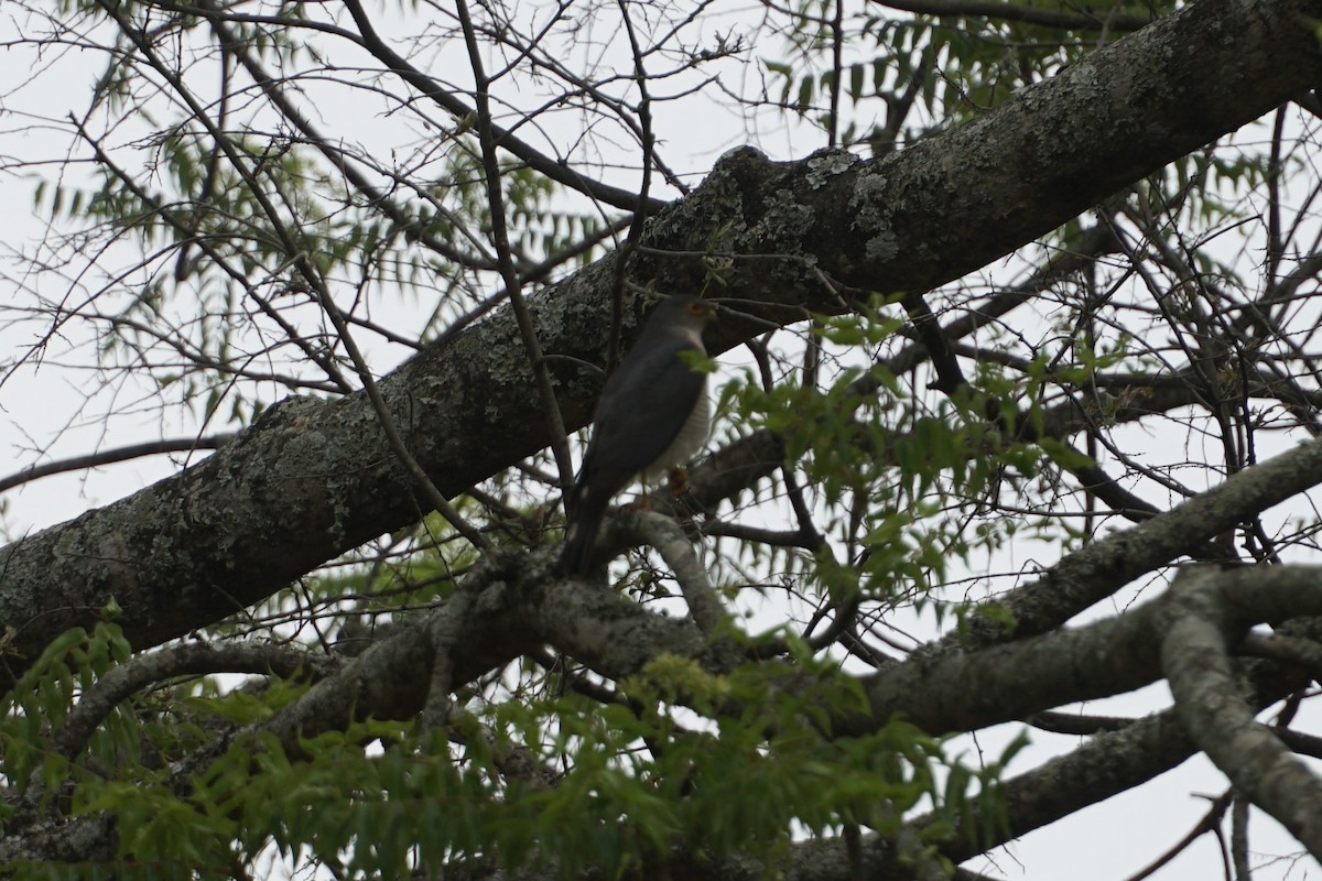 Little Sparrowhawk - ML638705204
