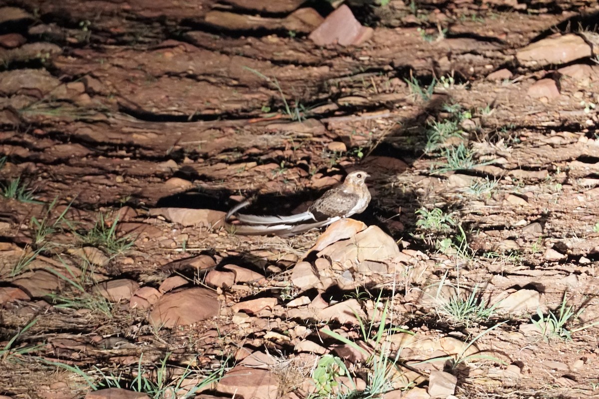 Pennant-winged Nightjar - ML638705208