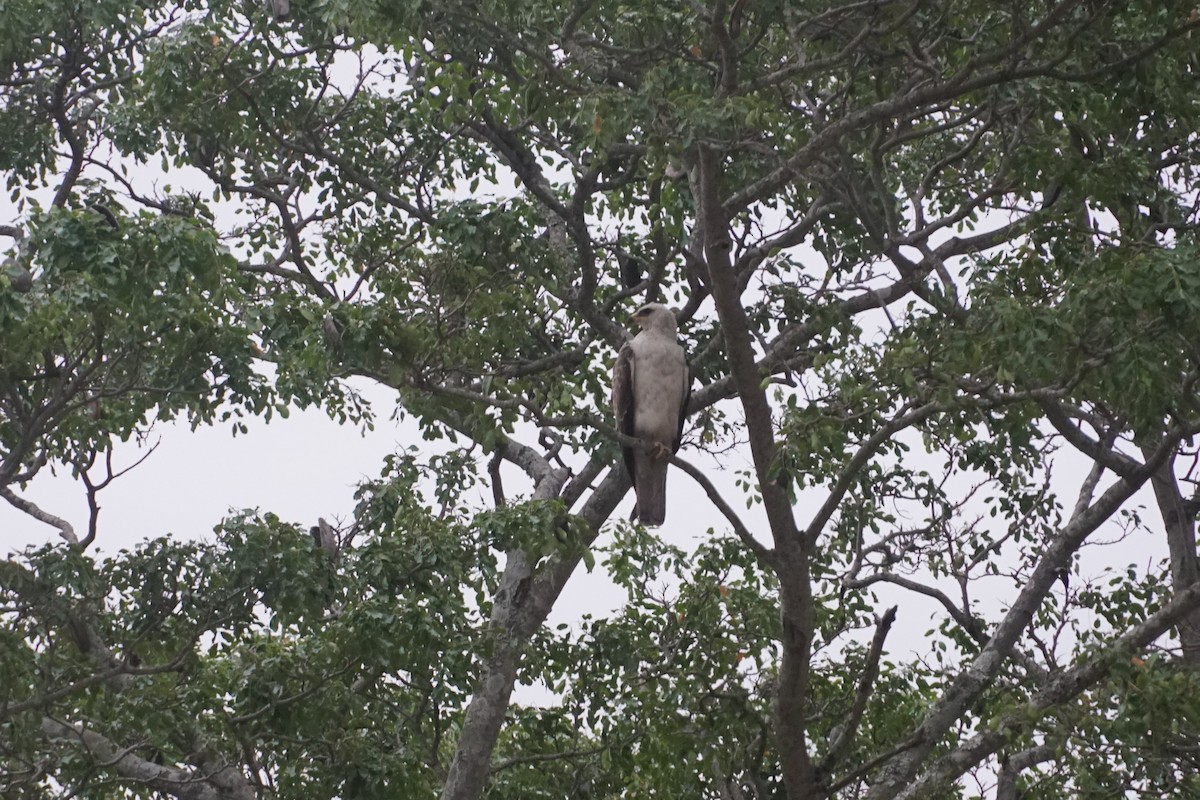 African Harrier-Hawk - ML638705209