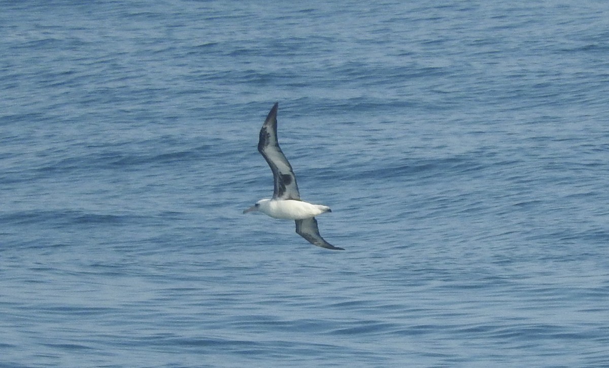 Laysan Albatross - ML63870521
