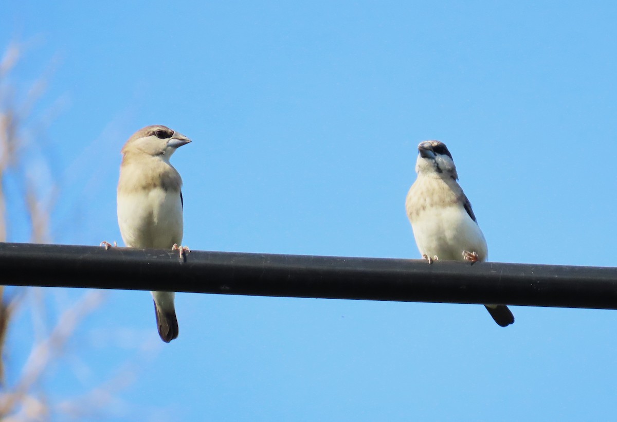 Timor Sparrow - ML638705243
