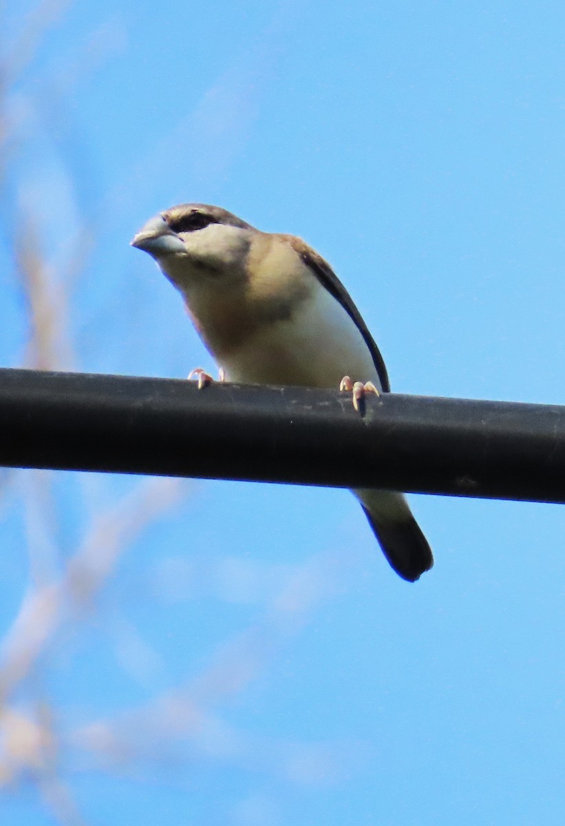 Timor Sparrow - ML638705245
