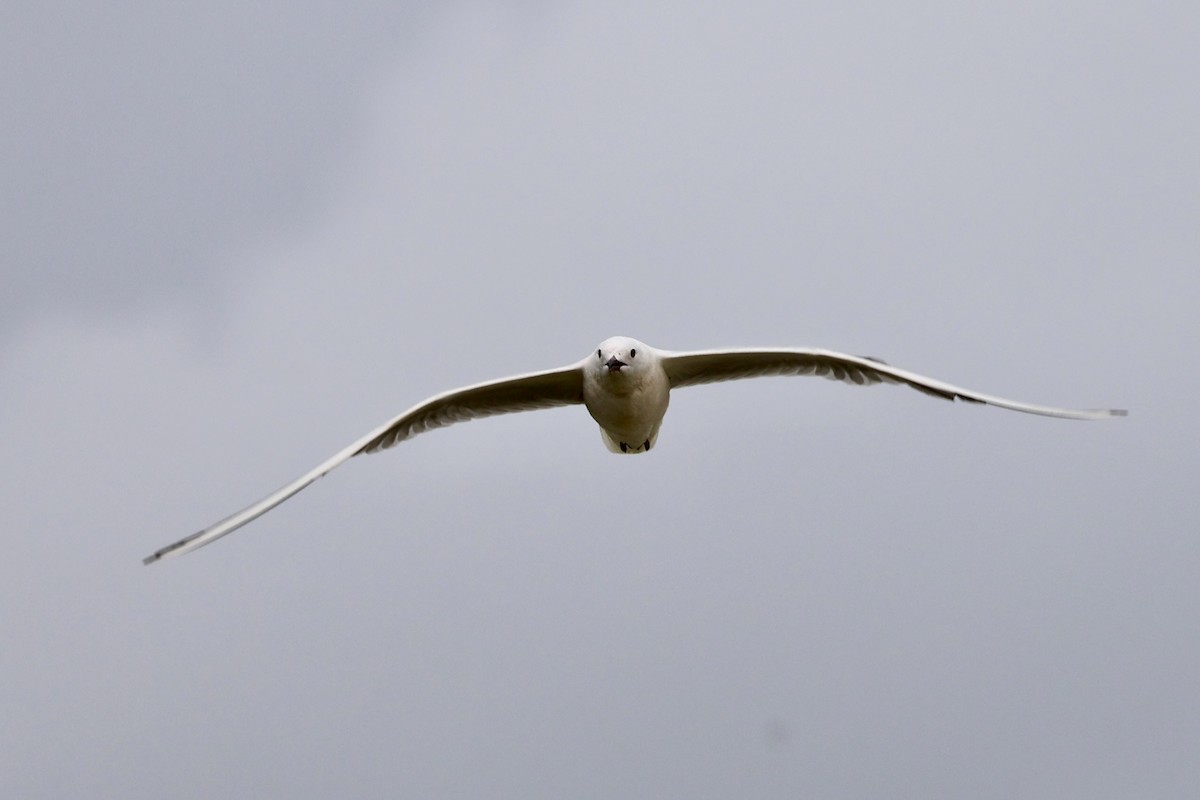 Slender-billed Gull - ML638705264