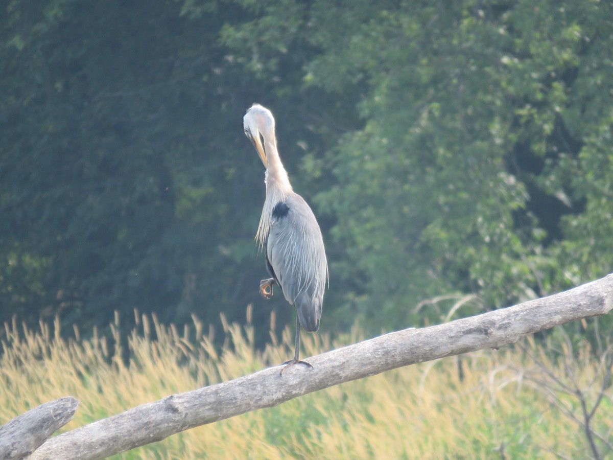 Great Blue Heron - ML638705280