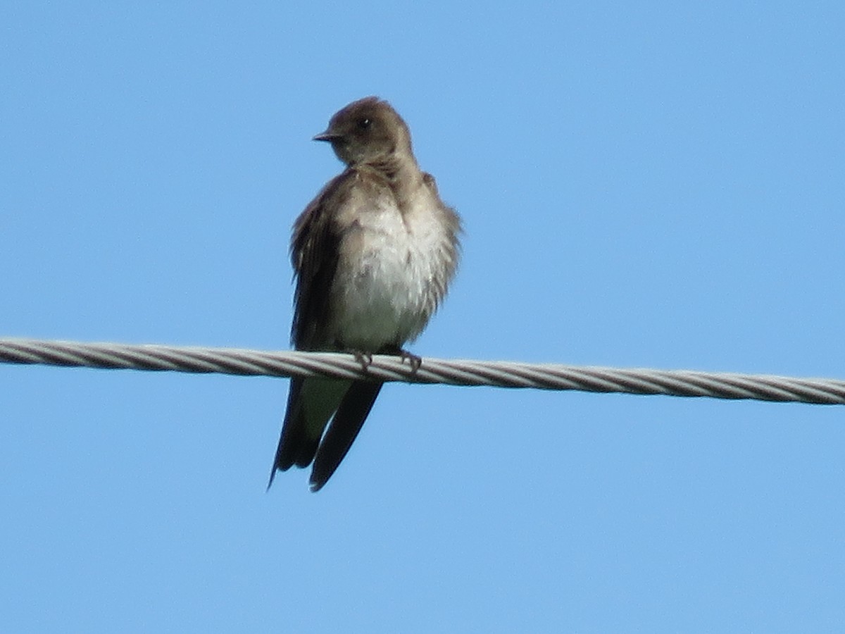 Northern Rough-winged Swallow - ML638705338