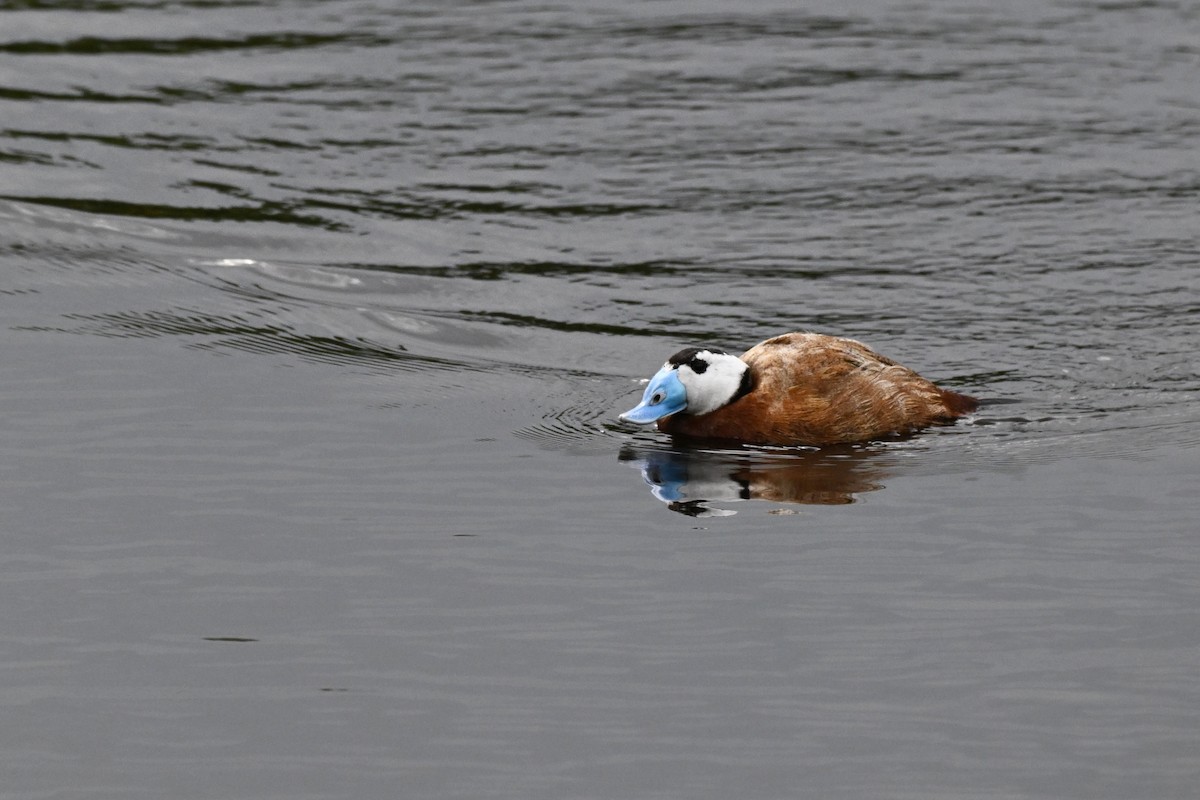 White-headed Duck - ML638705382