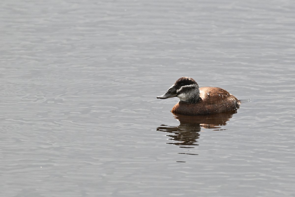 White-headed Duck - ML638705384