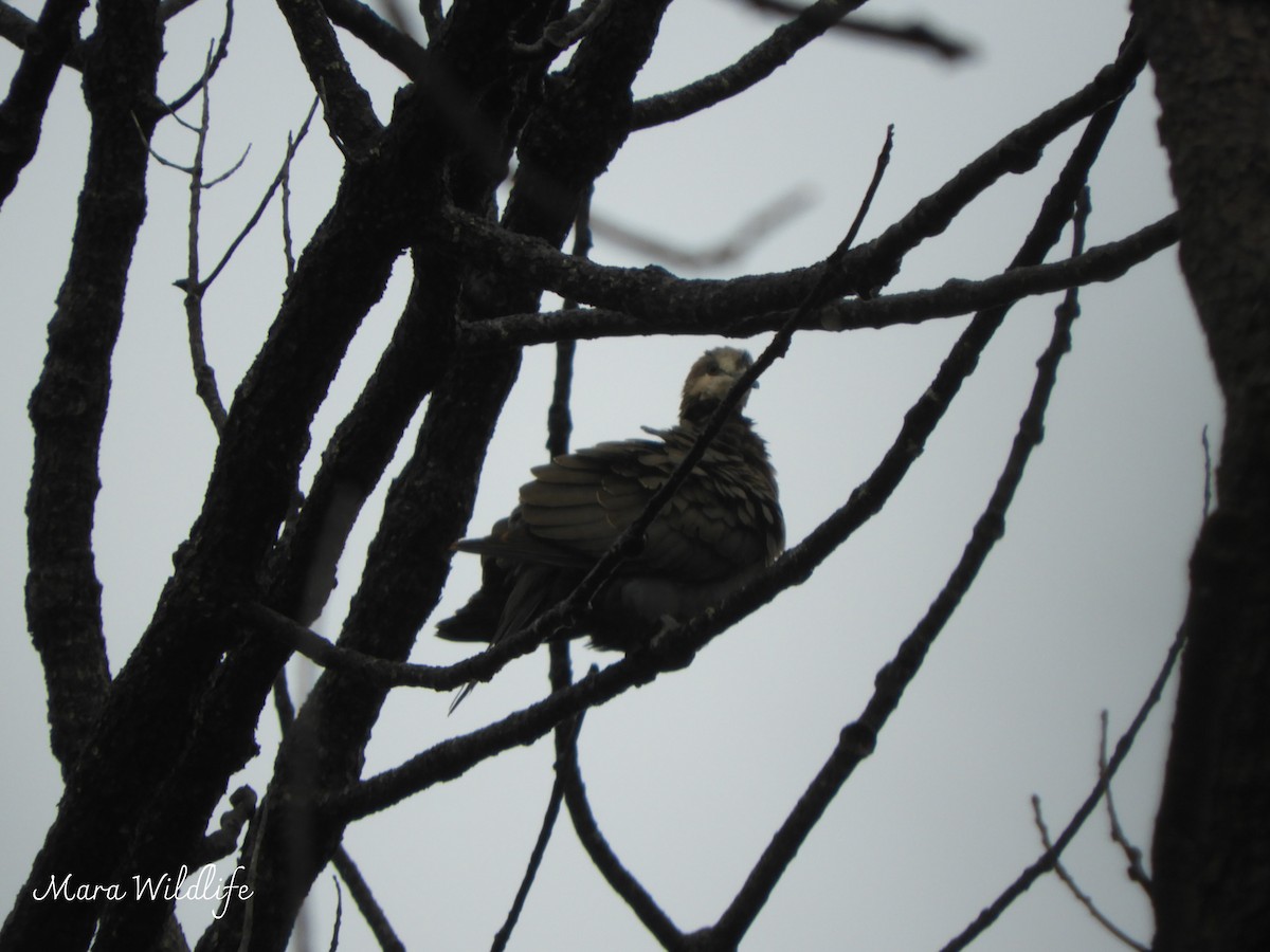 Pigeon à masque blanc - ML638705385