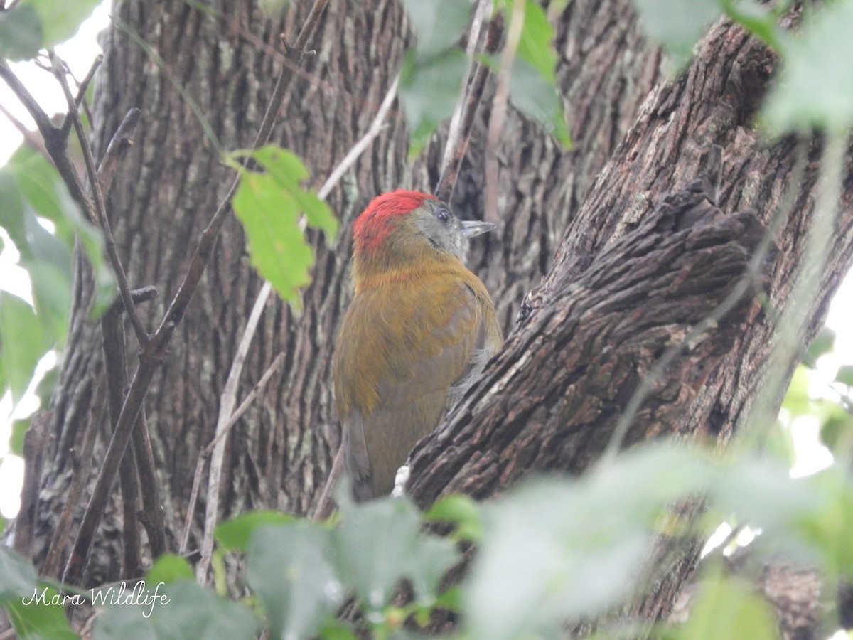 Olive Woodpecker - ML638705387