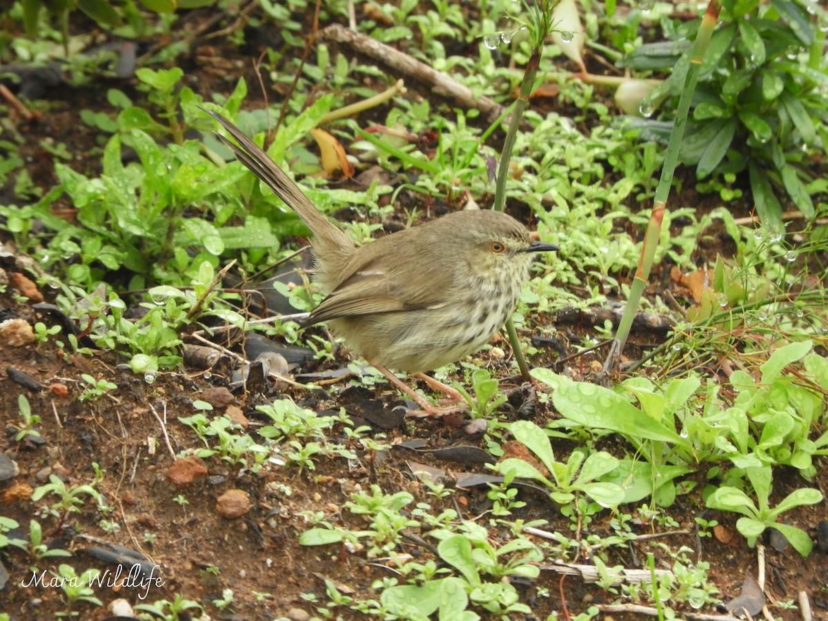 Karoo Prinia - ML638705395