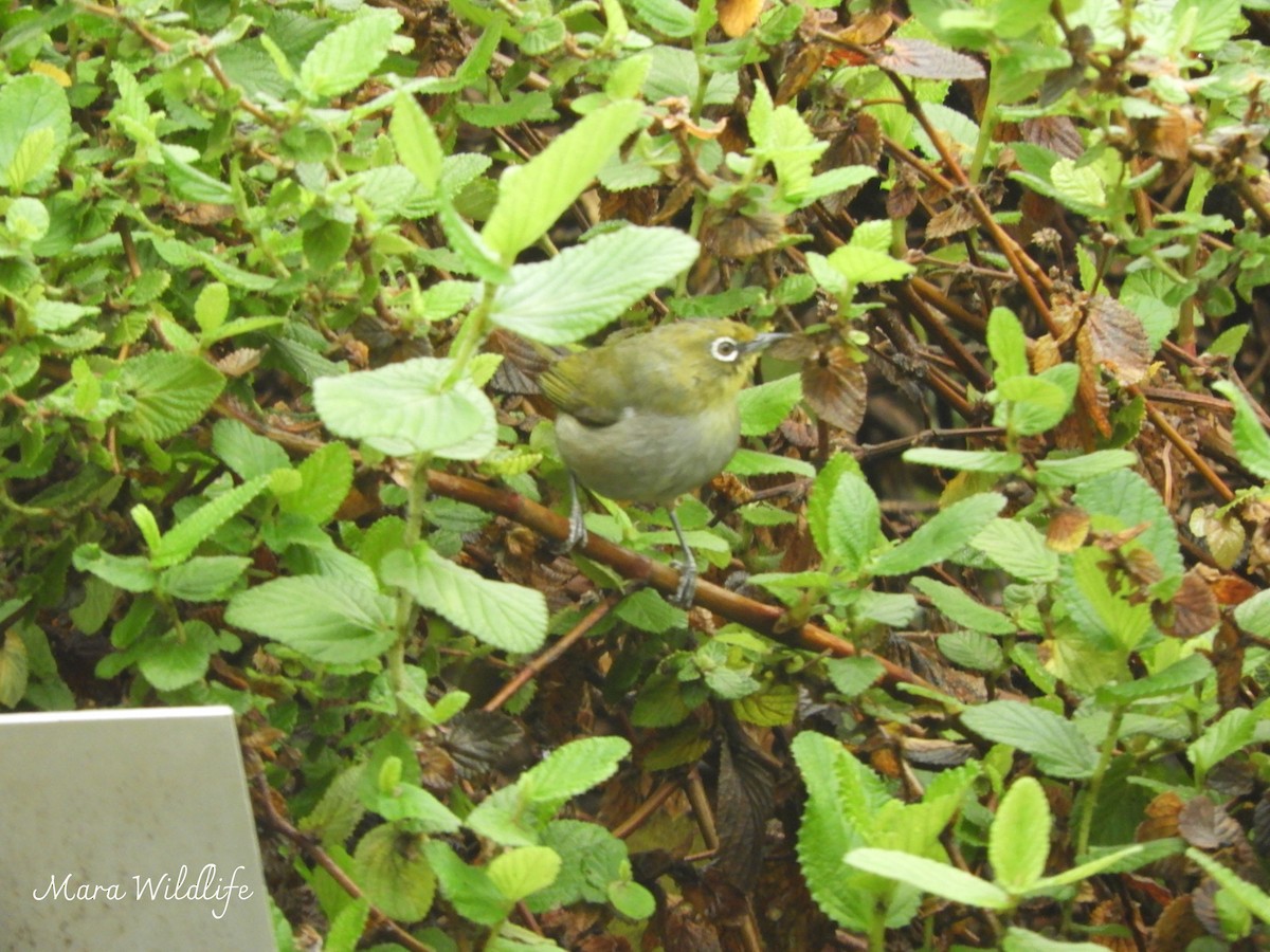 Cape White-eye - ML638705398