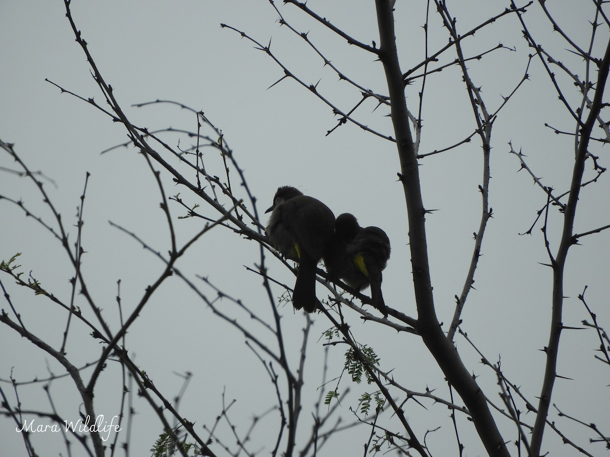 Cape Bulbul - ML638705400