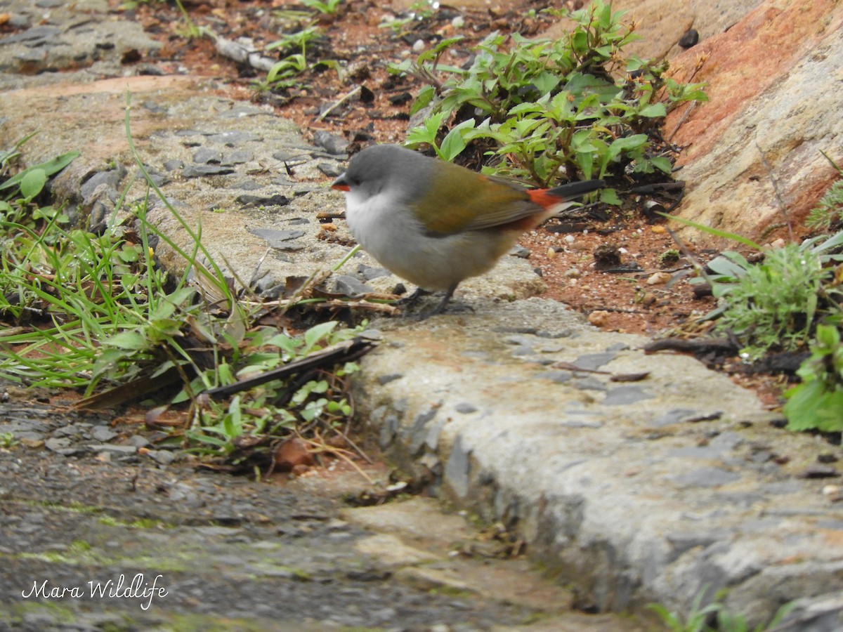Swee Waxbill - ML638705415