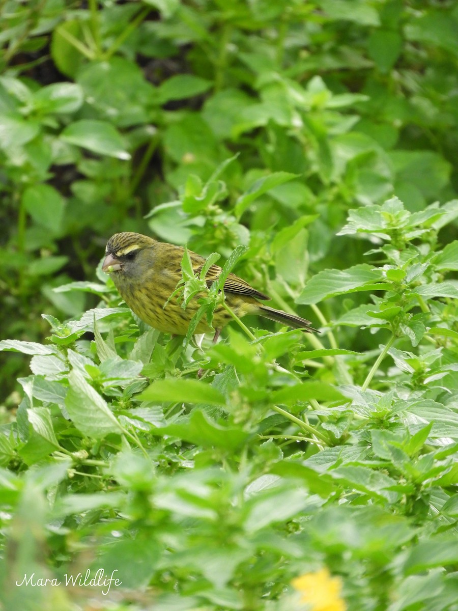Forest Canary - ML638705418