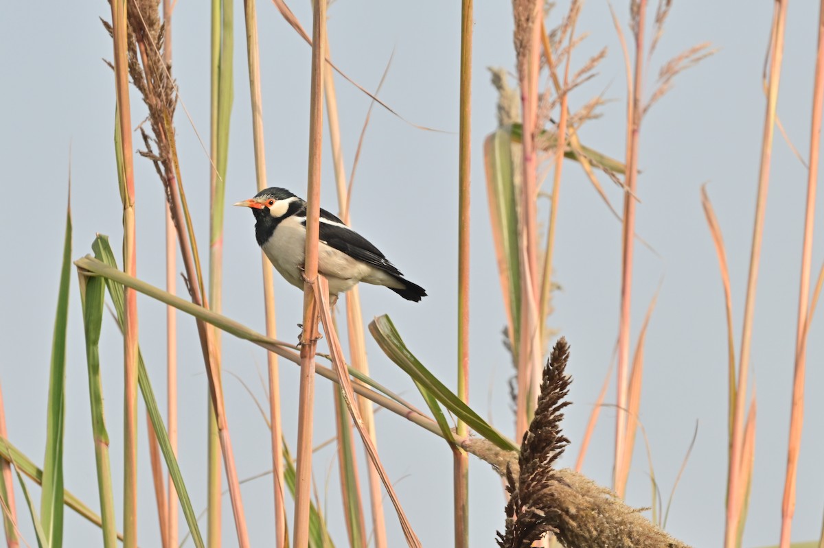 印度鵲椋鳥 - ML638705419