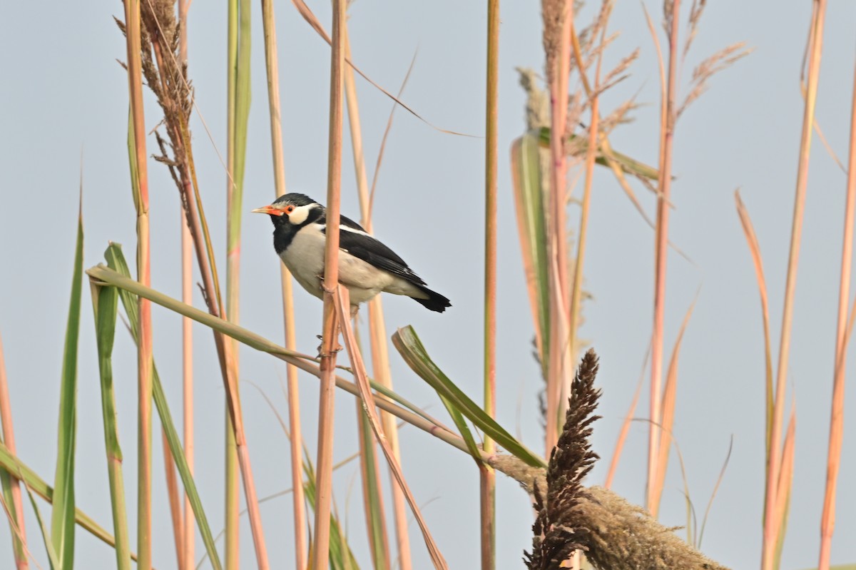 印度鵲椋鳥 - ML638705420