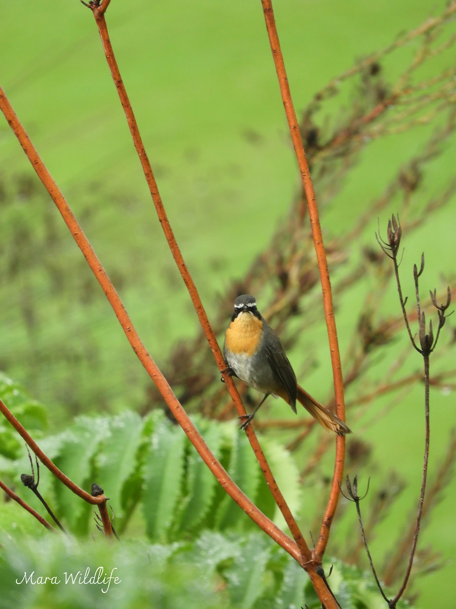 Cape Robin-Chat - ML638705422
