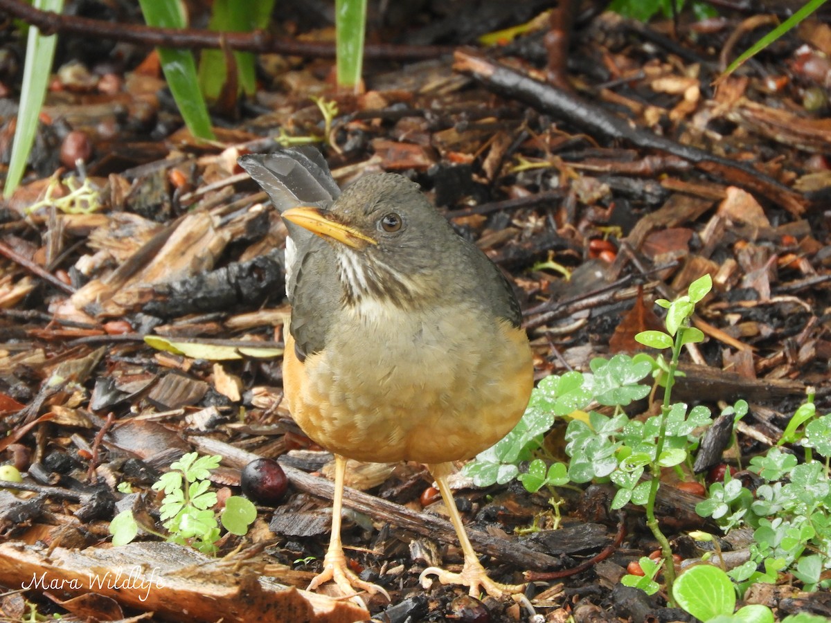 Olive Thrush - ML638705423