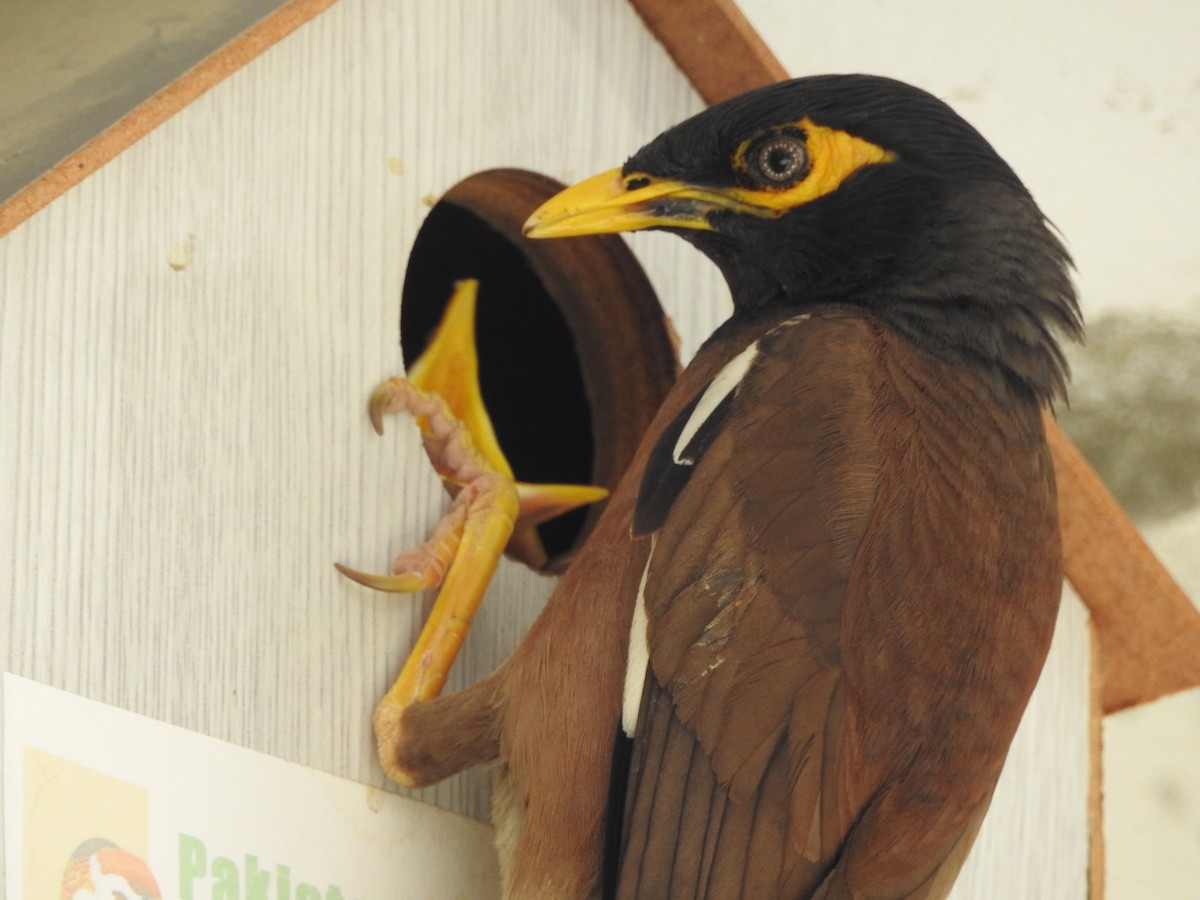 Common Myna - ML638705435